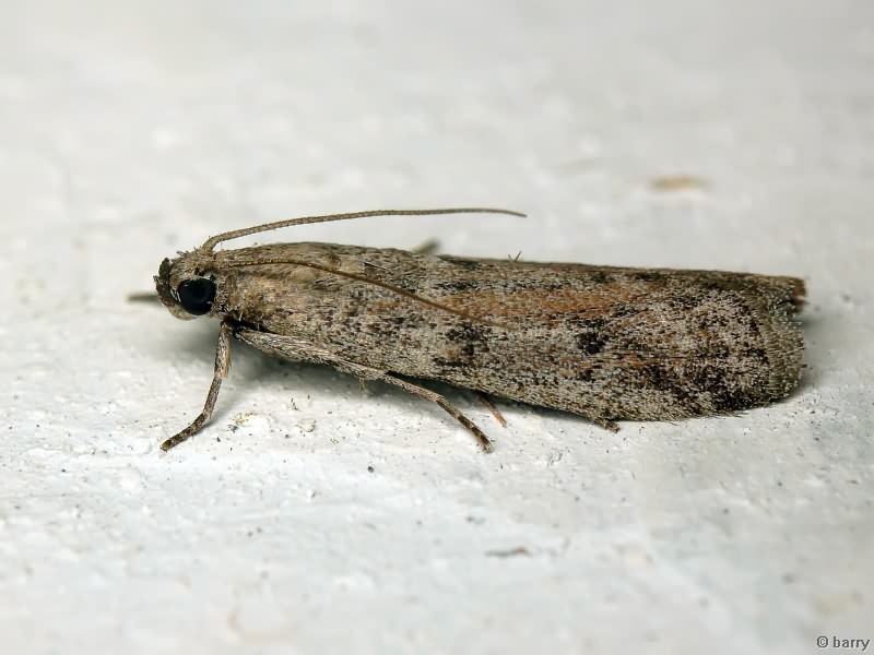 Phycitodes binaevella (Hübner, 1813)
